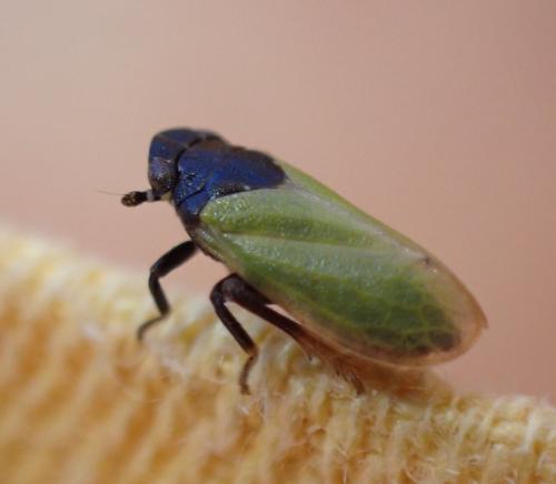 Tettigometra laeta